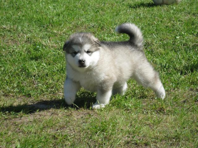 Pennut4vkweeks 205.JPG - 4 weeks